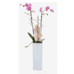 Orquídea en jarrón (F161)