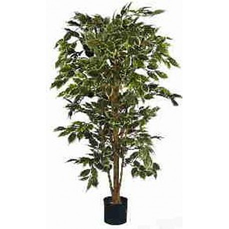 Ficus variegata nitida (PA112)