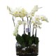 Centro cristal con orquídeas (F113)